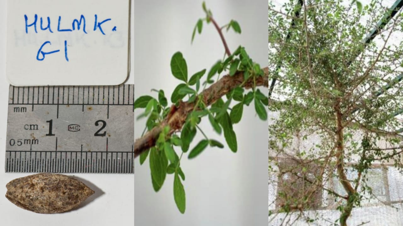 balsamo-de-gileade,-mencionado-na-biblia,-e-reencontrado-em-semente-de-1000-anos